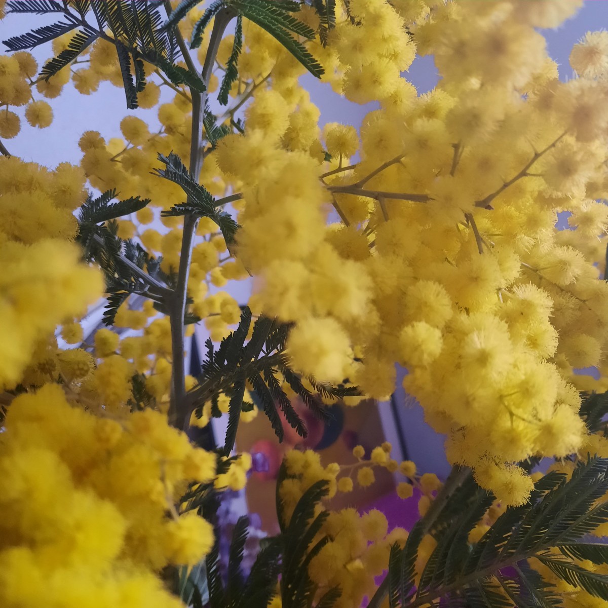 想像中國的2050：《魚書》時間膠囊計畫徵文進展